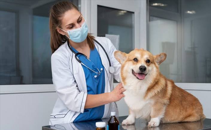 Laboratory testing for pets