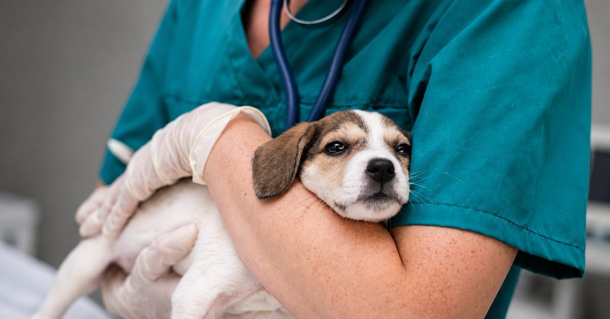 Pet care at Fairy Tail Veterinary Clinic
