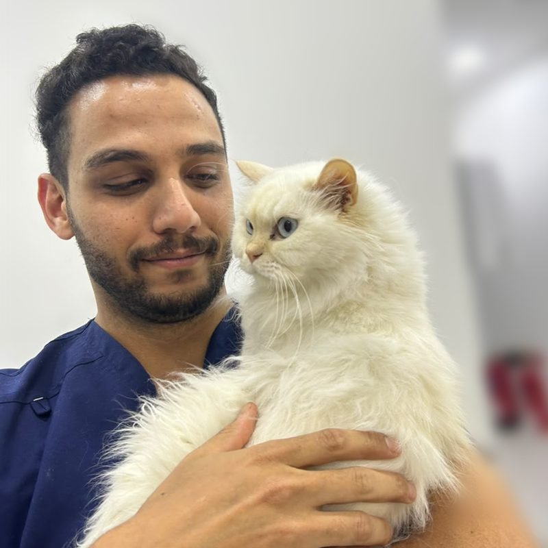 Vet gently holding a content white fluffy cat at Fairy Tail Veterinary Clinic