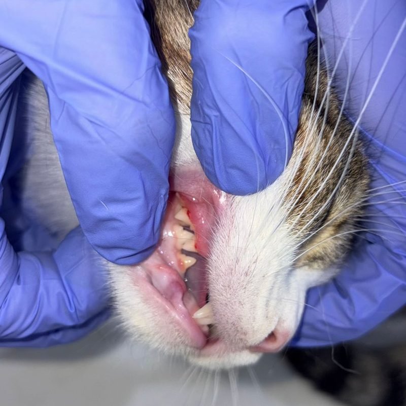 Close-up dental check of a cat's teeth during a clinic exam