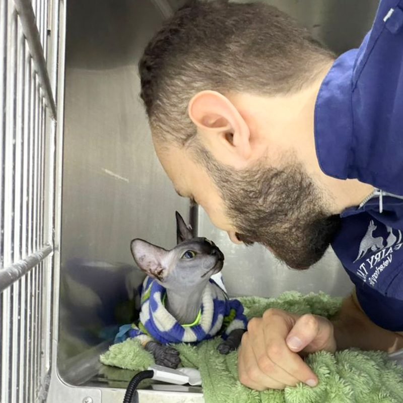 Vet nuzzling a sphynx kitten wearing a sweater inside a clinic cage