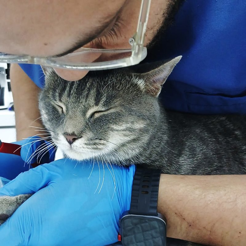 Cat resting against a vet's arm during a monitored procedure