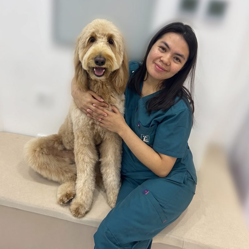 Groomer brushing a goldendoodle during a grooming session