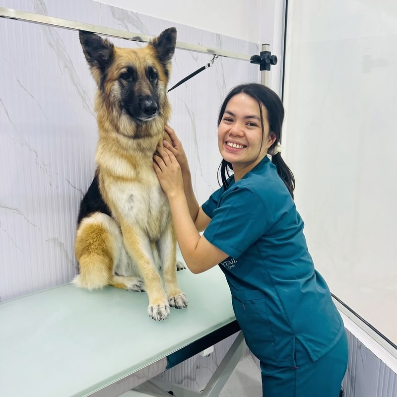Groomer working with a german shepherd on the grooming table
