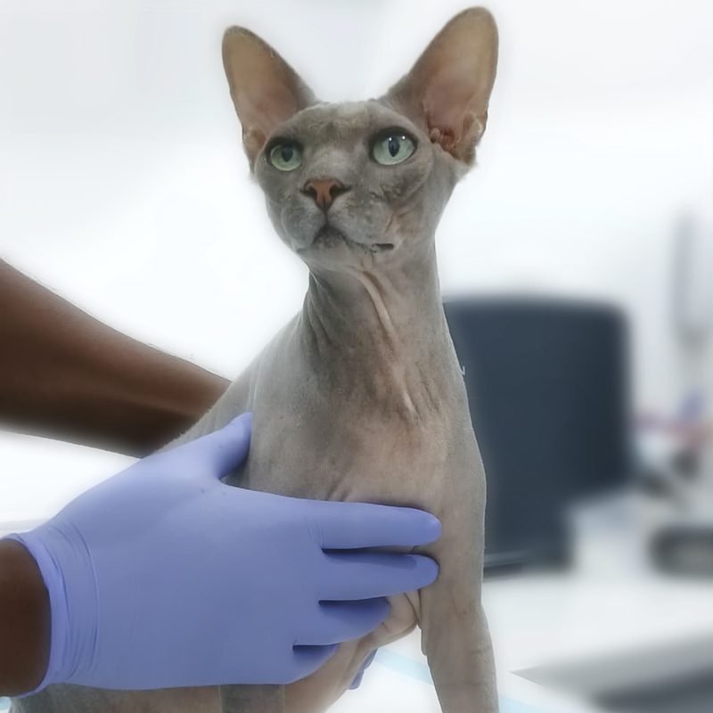 Close-up portrait of a sphynx cat at the clinic