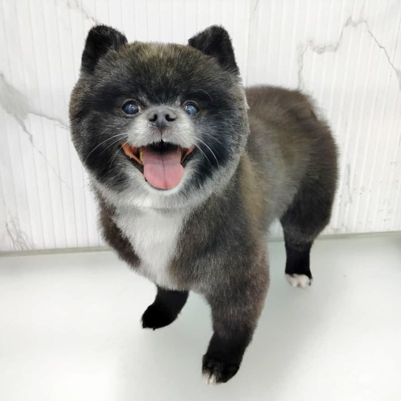 Freshly groomed fluffy dog with its tongue out