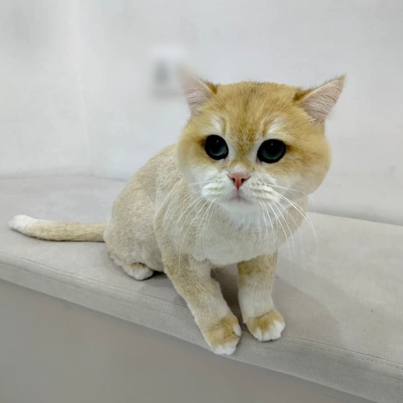 Close-up portrait of a cream and gold coated cat