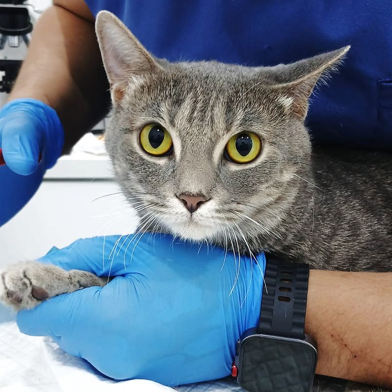 Grey tabby cat getting checked by a vet