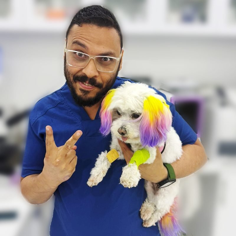Vet holding a small dog with colorfully dyed ears