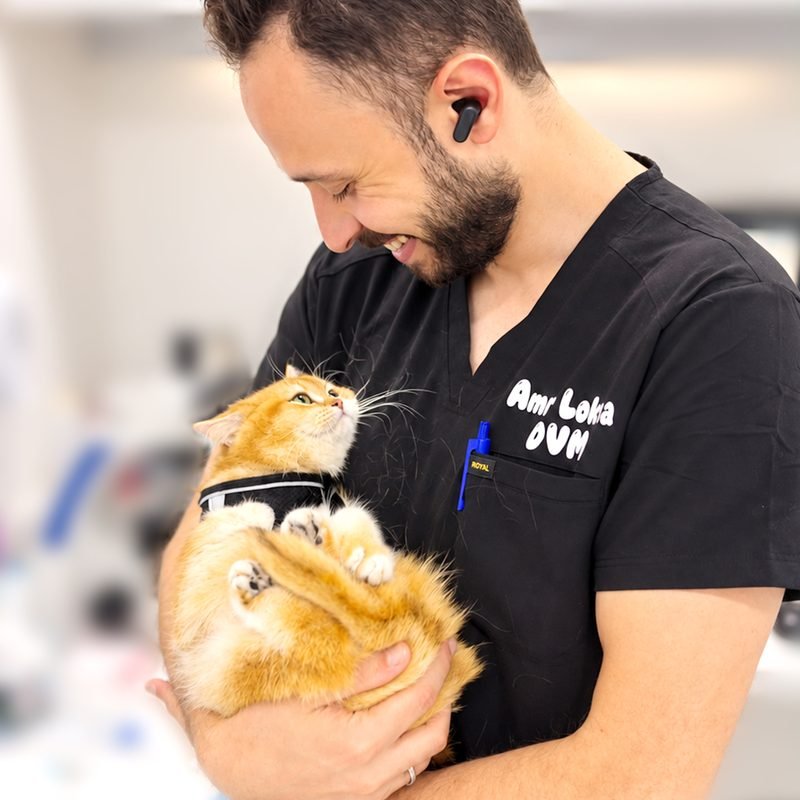 Vet holding an orange tabby cat