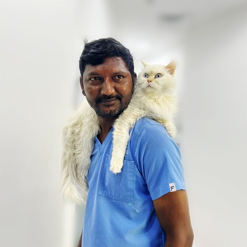 Staff member with a white fluffy cat draped over their shoulder
